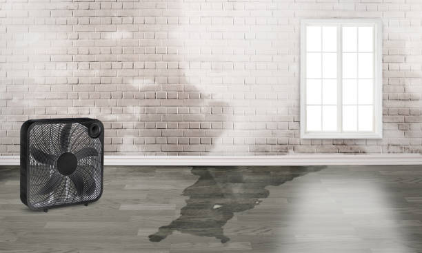 Best Professional water damage repair  in Hideo, UT